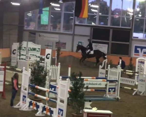 jumper Balouna du Ruet (Hanoverian, 2006, from Balou du Rouet)