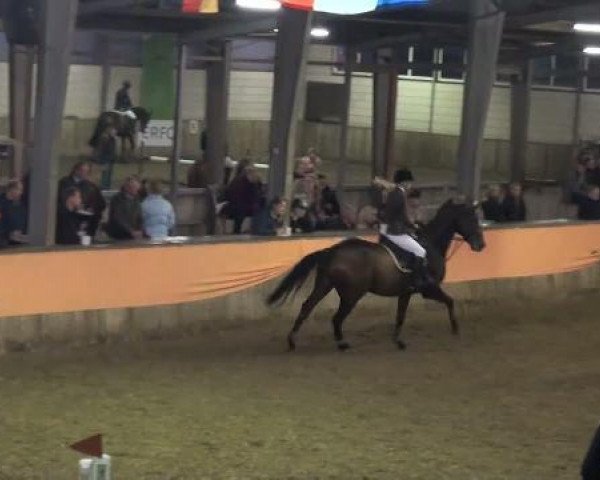 Springpferd A 6 (Oldenburger, 2005, von Quidam's Rubin) Springpferd A 6 (Oldenburger, 2005, von Quidam's Rubin)