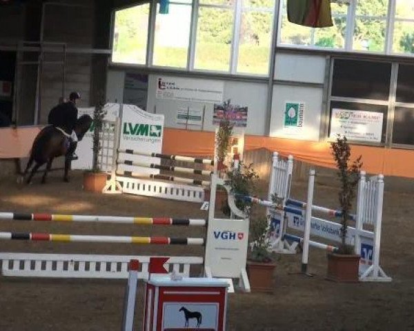 Springpferd Calcento G (Oldenburger Springpferd, 2005, von Calvaro Z)