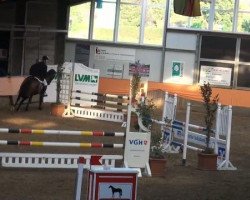 jumper Calcento G (Oldenburg show jumper, 2005, from Calvaro Z)