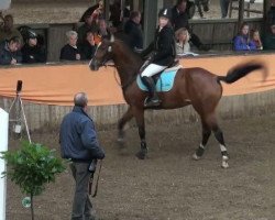 jumper Navona 2 (Hanoverian, 2005, from Now Or Never M)