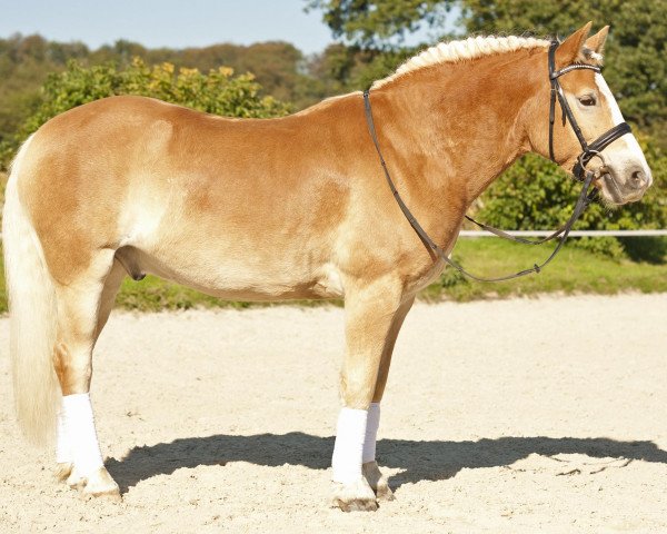 horse Stexs (Haflinger, 2003, from Stegerwald)