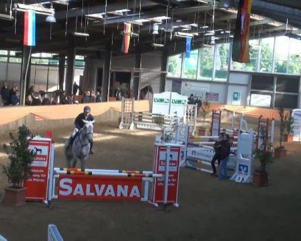 jumper Caramba 68 (Holsteiner, 2007, from Carambo)