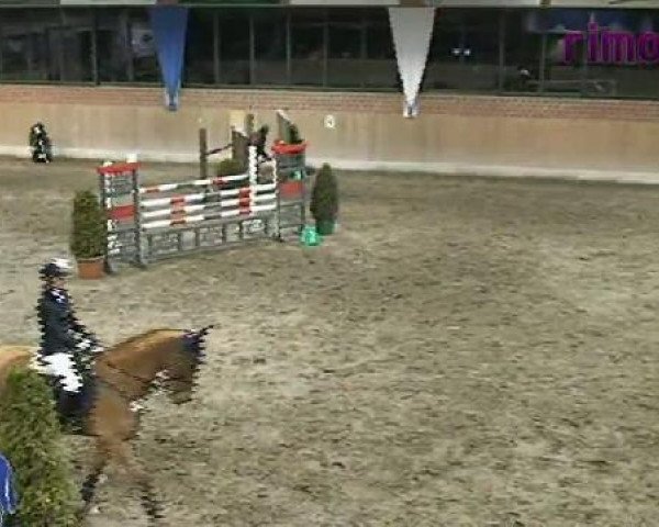 Springpferd Cartier 114 (unbekannt, 2001)