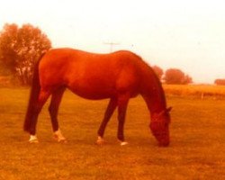 broodmare Cita (Holsteiner, 1966, from Ladykiller xx)