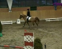 jumper Andor (Belgian Warmblood, 2000)