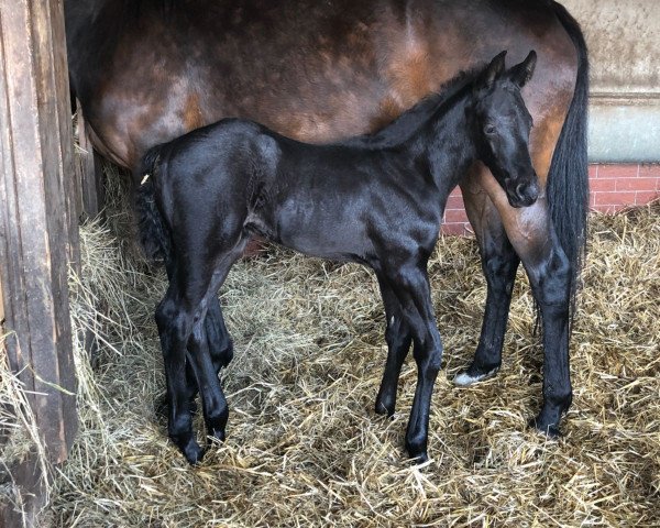 horse Milan XR (Oldenburg, 2018, from Fürst Romancier)