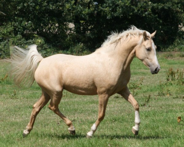 dressage horse Dee Jay A (German Riding Pony, 2007, from Dior)