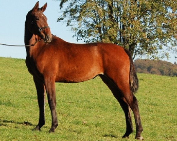 broodmare Sharry Lou (Hanoverian, 2010, from Sly del La Magnifica)