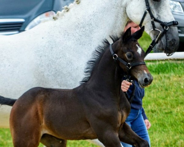 Springpferd Cavaluna 12 (Westfale, 2019, von Casino Grande)