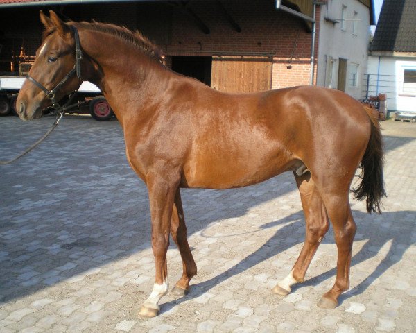 horse Laurano (Hanoverian, 2009, from Laurent)