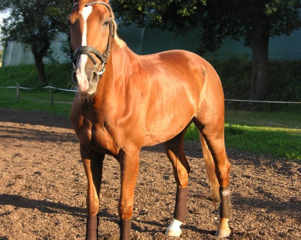 horse Legolas 81 (Bavarian, 2002, from Lanthano) horse Legolas 81 (Bavarian, 2002, from Lanthano)