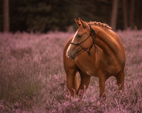 horse New Edition P (German Riding Pony, 2019, from Heidbergs Nancho Nova)