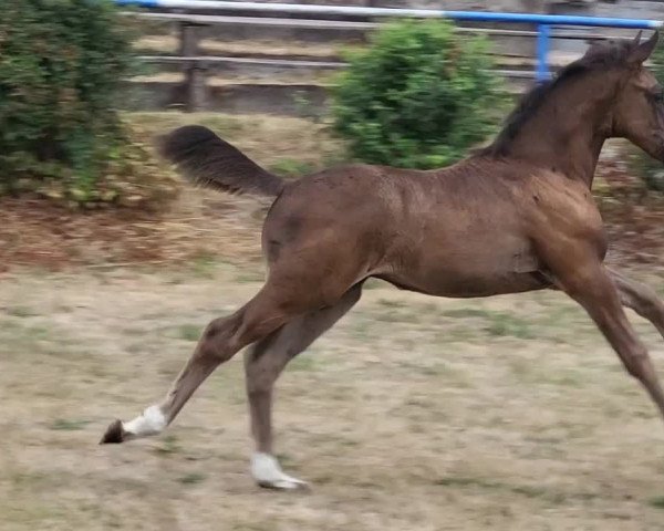 Video of Querido's Rosalie