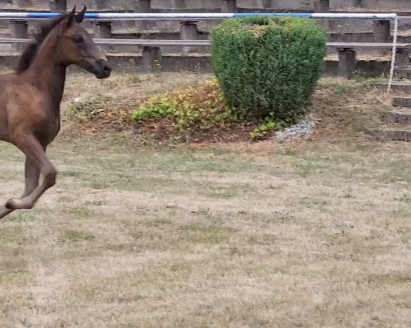 Video of Querido's Rosalie