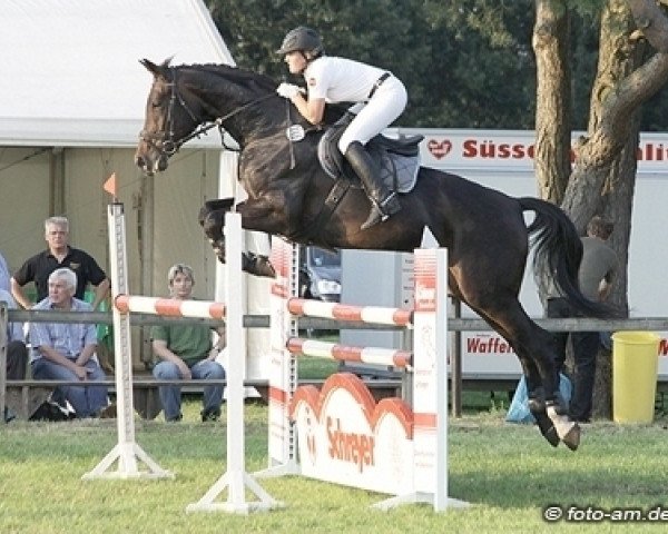 broodmare Chequite (Hanoverian, 2005, from Contendro I) broodmare Chequite (Hanoverian, 2005, from Contendro I)
