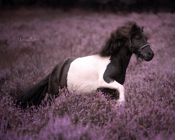 horse Loek v. d. Schoonenburg (Shetland Pony, 2017, from Viggo v. stal Munnikenland)