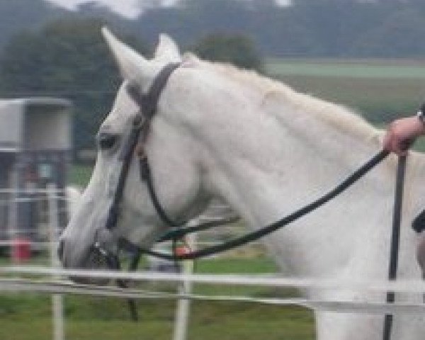 broodmare Hamdan Samea EAO (Arabian purebred, 1994, from Hamasa Khazzan EAO)