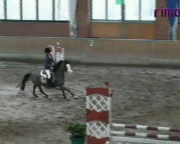 jumper Spaghetti (German Riding Pony, 1996, from Nantano)