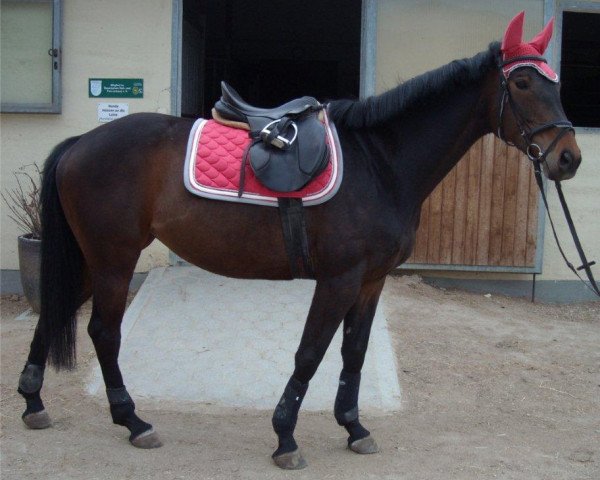 horse Shadee (Bavarian, 2002, from Aarking xx)