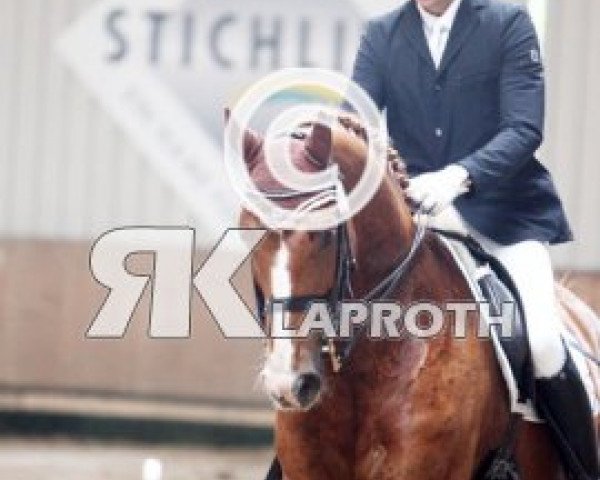 dressage horse Win Again 8 (Hanoverian, 1998, from Wonderland)