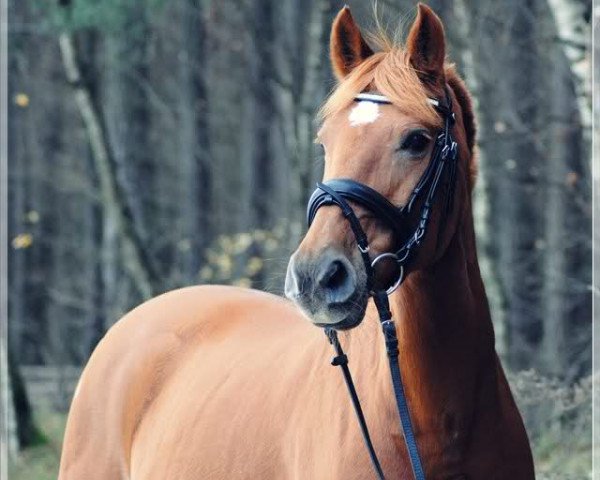 horse Fiesta (German Riding Pony, 1998, from Top Mariano)