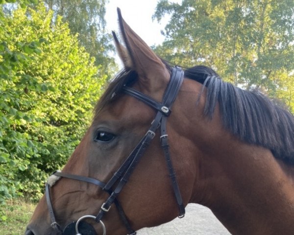 jumper Fiabesco 8 (Hanoverian, 2018, from Fantastic)
