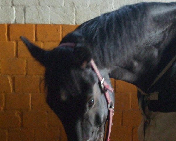 horse Papao (Oldenburg, 1997, from Pik Kaiser) horse Papao (Oldenburg, 1997, from Pik Kaiser)