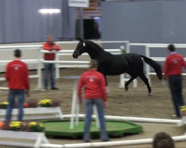 Pferd Florentyn (Hannoveraner, 2009, von Fidertanz)