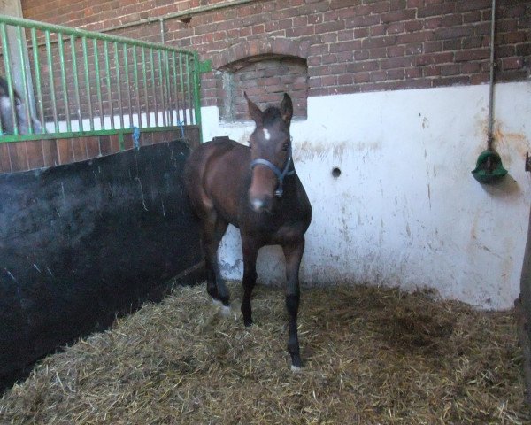 broodmare Seven Senth (Westphalian, 2011, from Sacre Coeur)
