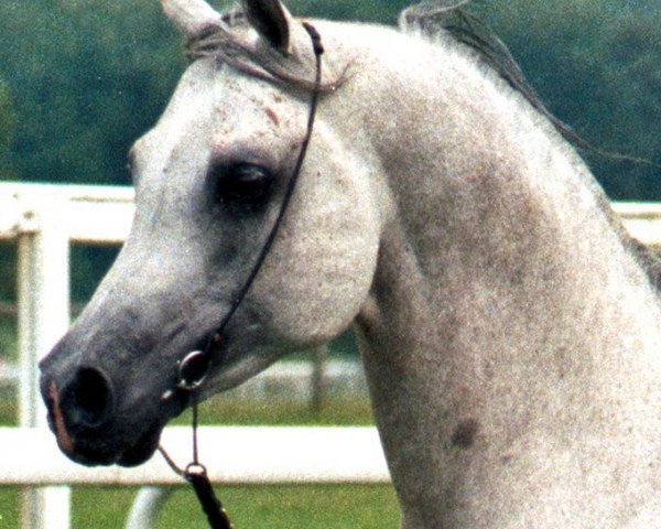 stallion Prikumsk ox (Arabian purebred, 1988, from Mashuk 1977 ox)