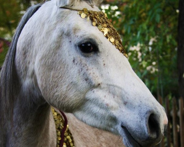 broodmare Jasira Adjawad ox (Arabian purebred, 2007, from Madheen-Halim ox)