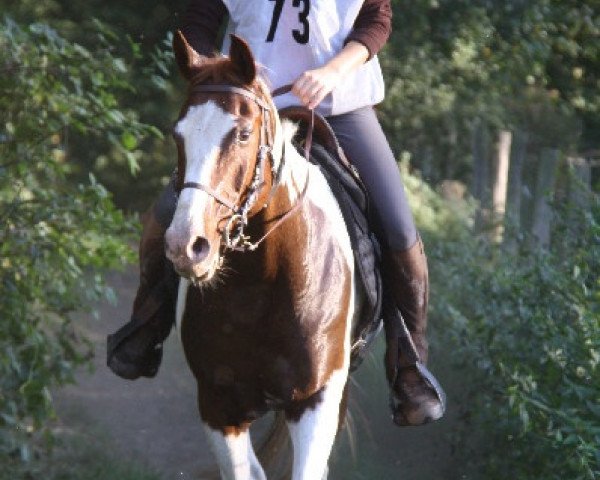 horse Kadir Adjawad (Pinto / Small Riding Horse, 1999, from Madheen-Halim ox)