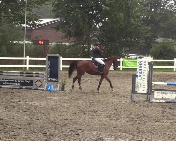 Reitturnier Mildstedt 2022