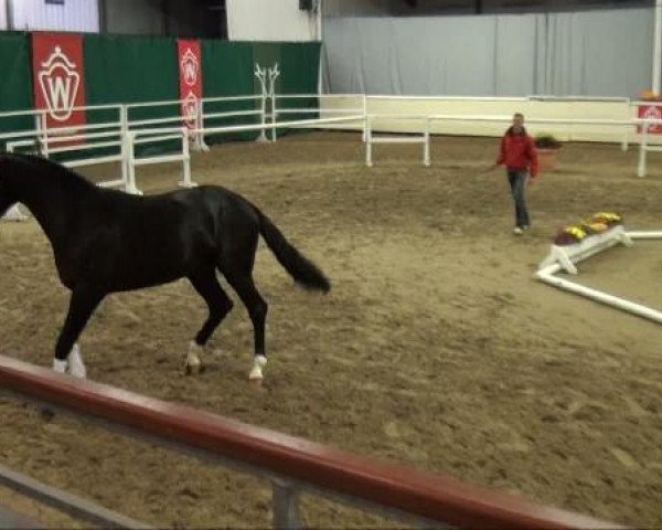 horse Dark Dreamer (Hanoverian, 2009, from Desperados FRH)