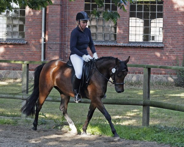 Pferd Promise Gazalla (Deutsches Reitpony, 2005, von Depardieu)