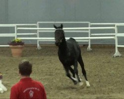 stallion Argentinus (Westphalian, 2009, from Contendro I)