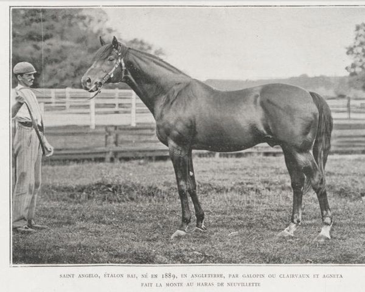 Deckhengst Saint Angelo xx (Englisches Vollblut, 1889, von Galopin xx)