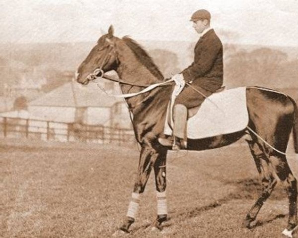 stallion Black Duck xx (Thoroughbred, 1889, from Galopin xx)