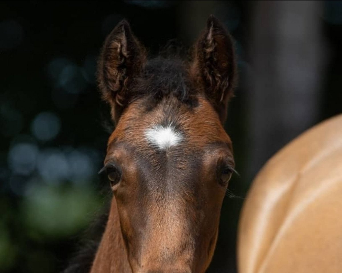 horse Venustas First Edition (German Riding Pony, 2021, from Venustas Cool Edition)