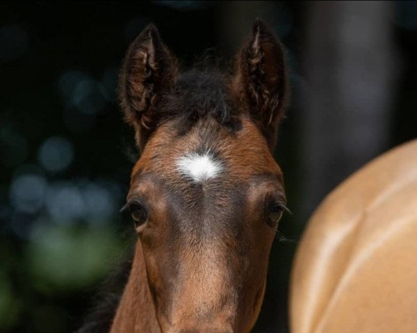 horse Venustas First Edition (German Riding Pony, 2021, from Venustas Cool Edition)