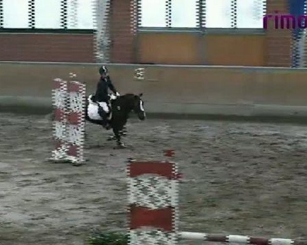 Cavallo da salto Moritz 599 (sconosciuto, 1996)