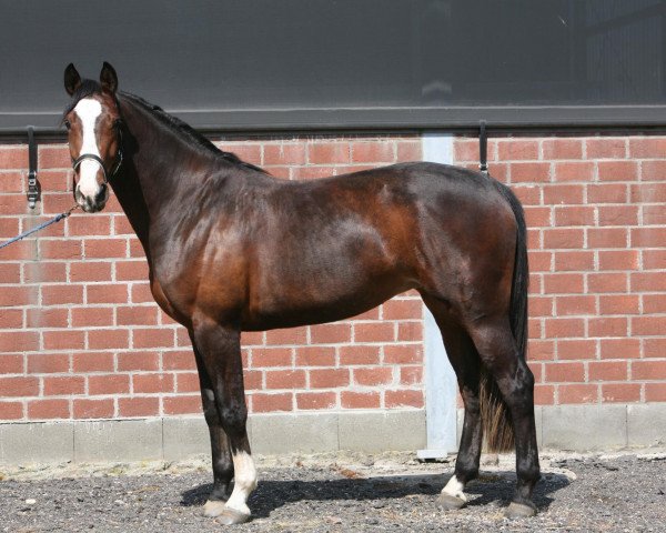broodmare Casina van de Mispelaere (Hanoverian, 2008, from Cassus 2)
