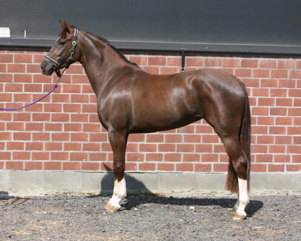 Zuchtstute Farina K 6 (Rheinländer, 2008, von Fidertanz)