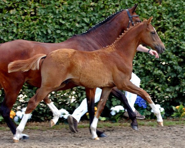 horse Carsberg (German Riding Pony, 2009, from Top Champy)