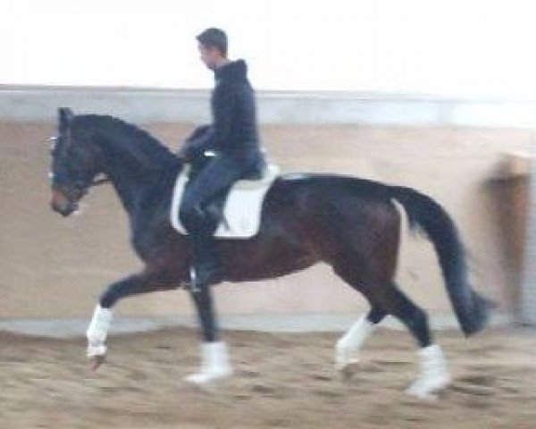 horse Dyna Diamond J (Westphalian, 2005, from Dancing Dynamite)