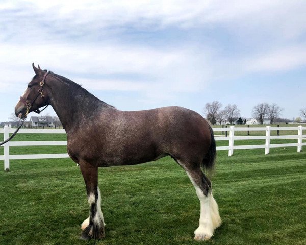 horse G.B. Deborah (Clydesdale, 2016, from Blackgate Avalon)