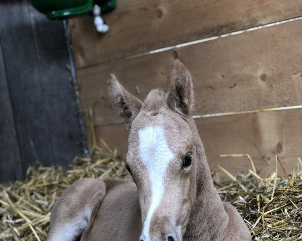 horse Nugget Gold JL (German Riding Pony, 2022, from Fs Numero Uno)