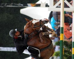 jumper Cashew 5 (Holsteiner, 2005, from Casall Ask)