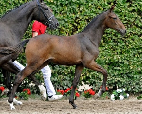 horse Fine Line (Westphalian, 2011, from Fineliner 2)